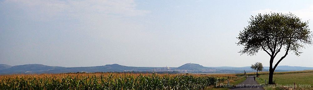 Organizational Biology