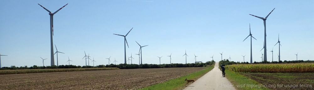 Organizational Biology