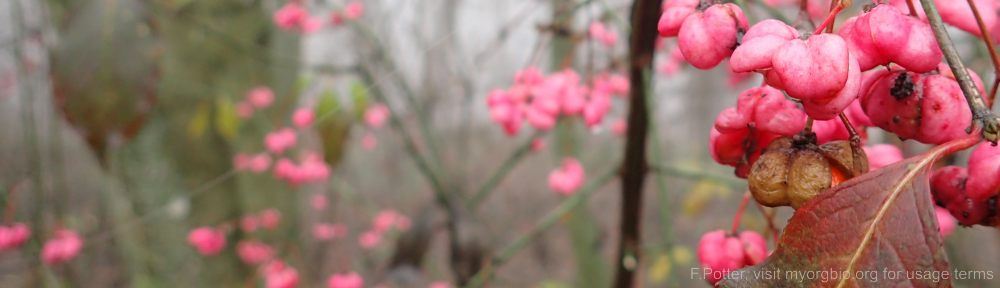 Organizational Biology