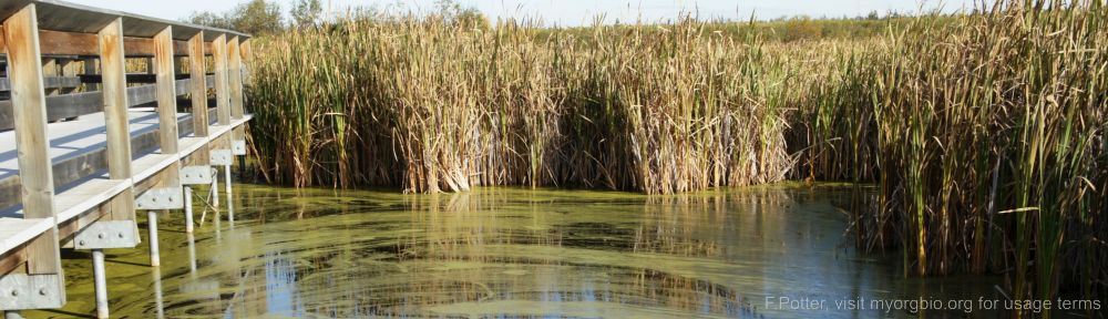 Organizational Biology