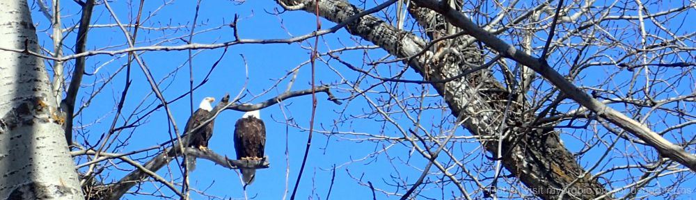 Organizational Biology