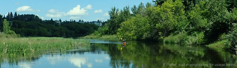 Organizational Biology