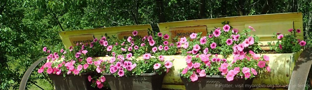 Organizational Biology