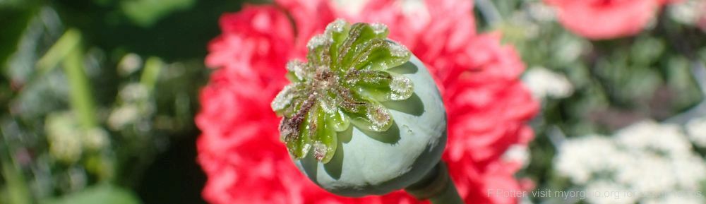 Organizational Biology