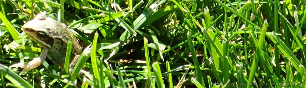 Organizational Biology