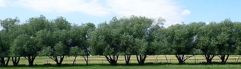 Organizational Biology