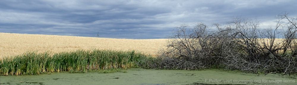 Organizational Biology