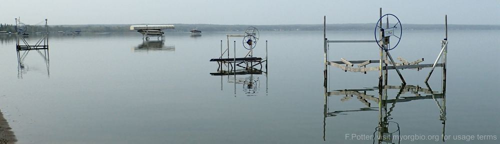 Organizational Biology