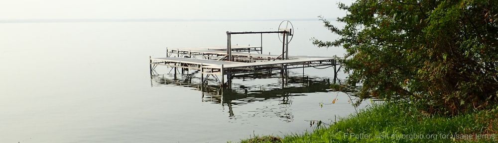 Organizational Biology