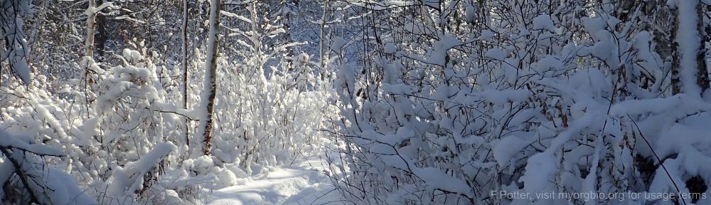 Organizational Biology