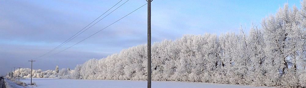 Organizational Biology