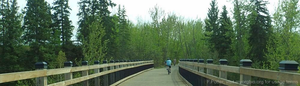 Organizational Biology