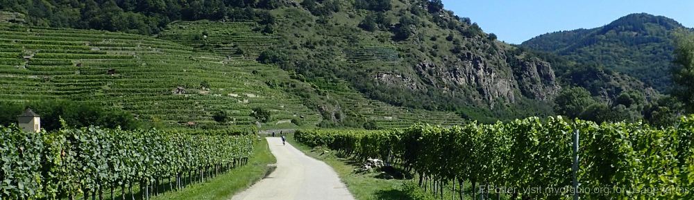 Organizational Biology