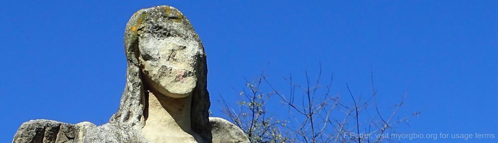 Organizational Biology