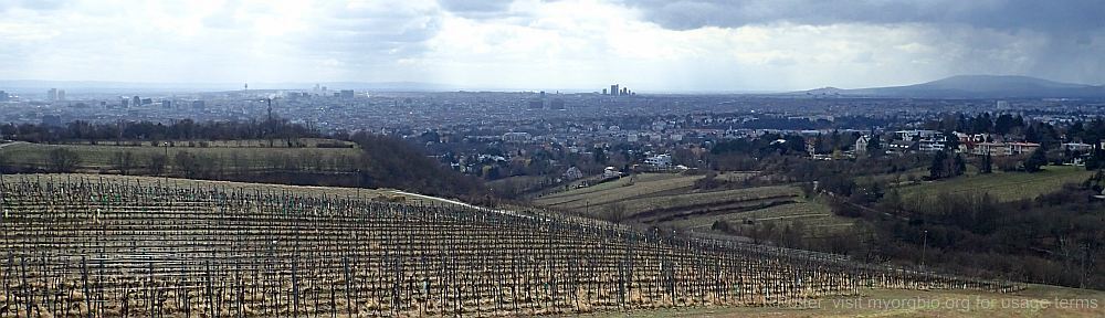 Organizational Biology