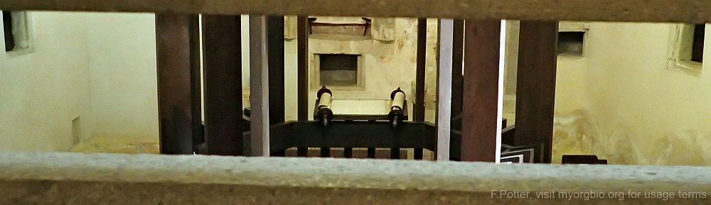 Organizational Biology