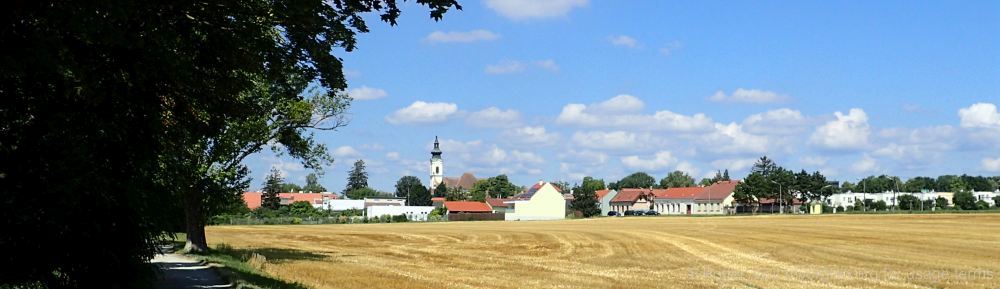 Organizational Biology