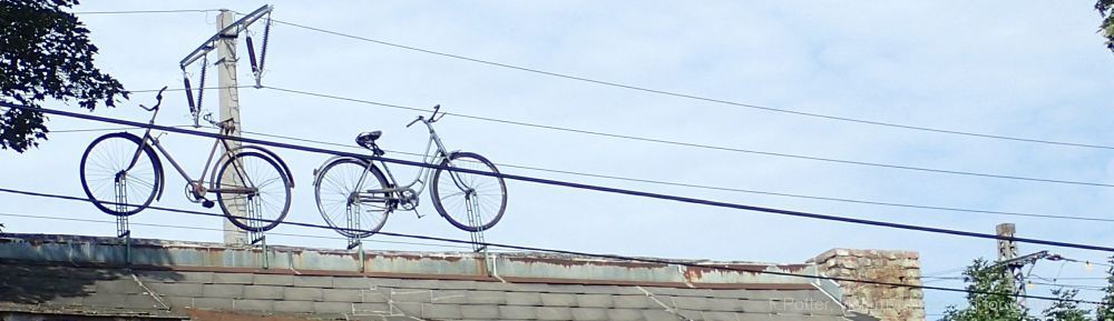 Organizational Biology