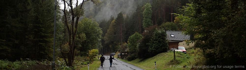 Organizational Biology