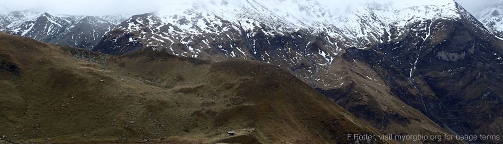 Organizational Biology