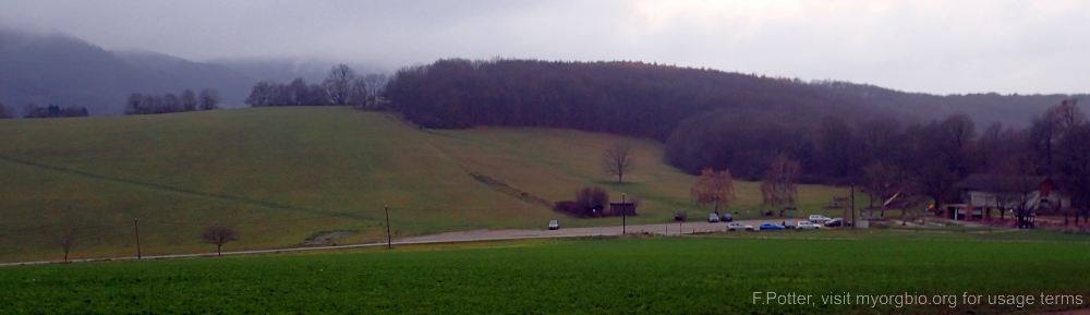 Organizational Biology