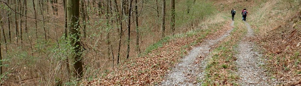 Organizational Biology