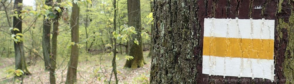 Organizational Biology