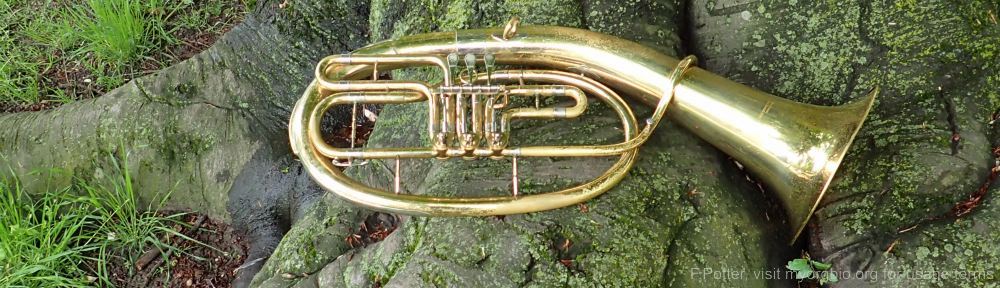 Organizational Biology