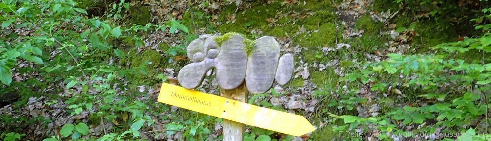 Organizational Biology