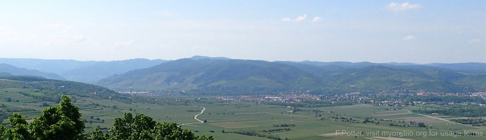 Organizational Biology