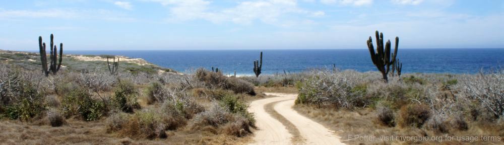 Organizational Biology