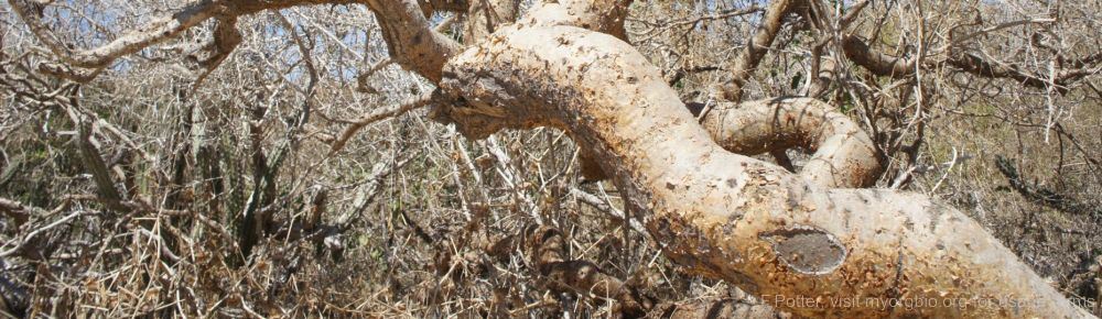 Organizational Biology