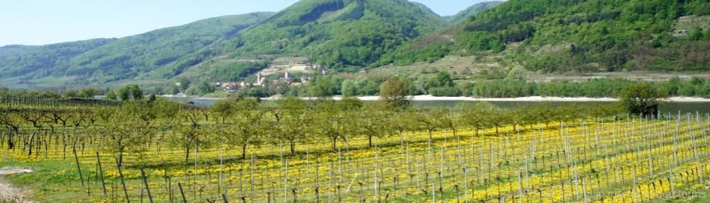 Organizational Biology