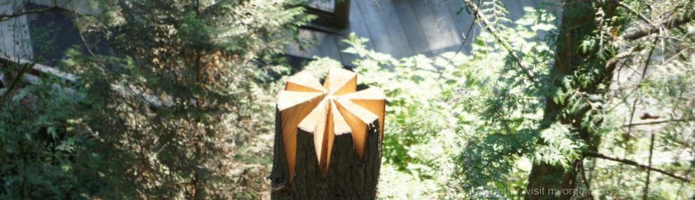 Organizational Biology