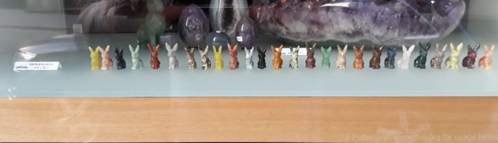 Organizational Biology