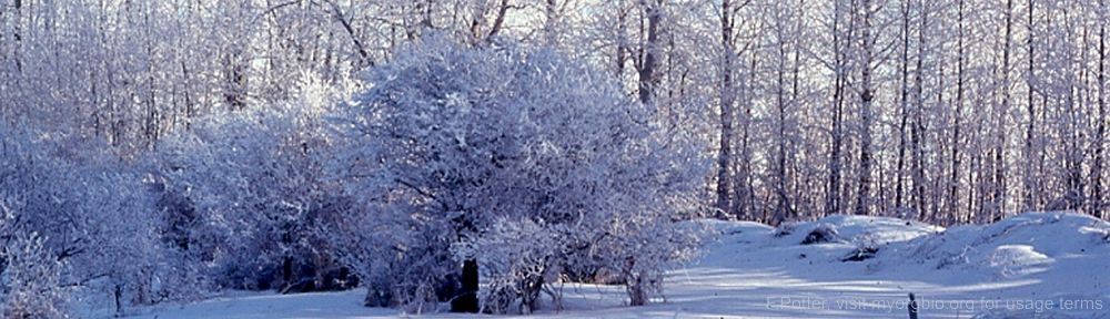 Organizational Biology