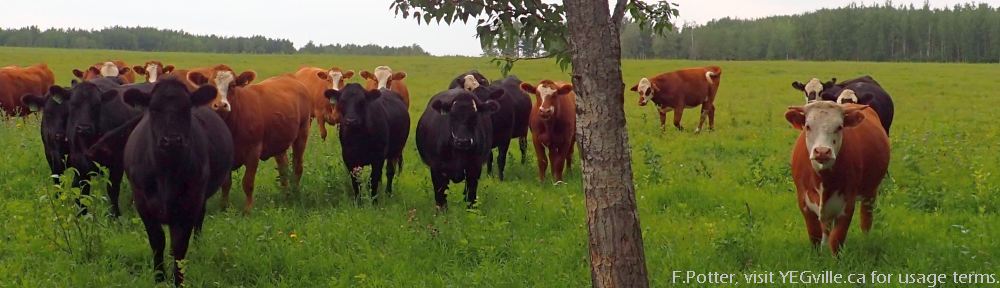Curious cows in the pasture kiddy corner (Northwest) from the Pigeon Lake NA; Pigeon Lake NA, 2023-08-20, P. Potter.