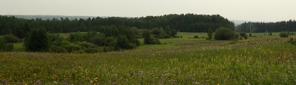 View, looking south from service road access to the pipeline, Battle Lake South NA, 2023-08-23 (F.Potter).