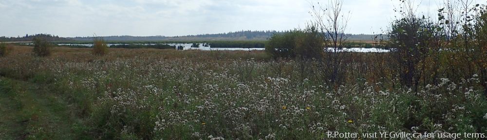 Organizational Biology