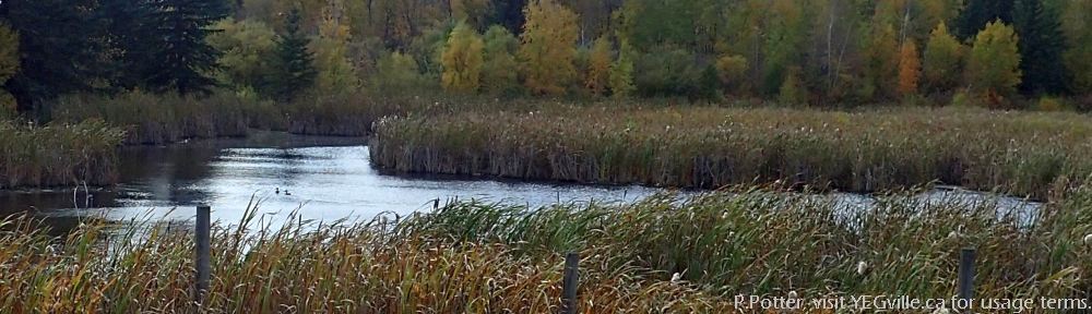 Ducks enjoy the water, east side of North Cooking Lake NA, P.Potter Sept 23, 2023.