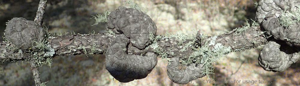 Organizational Biology