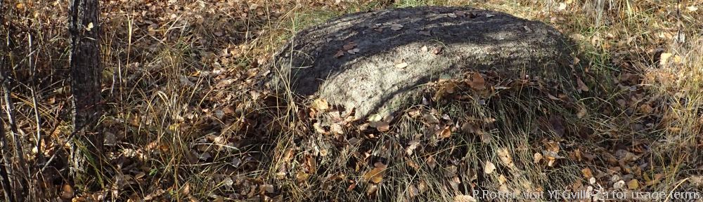 Organizational Biology