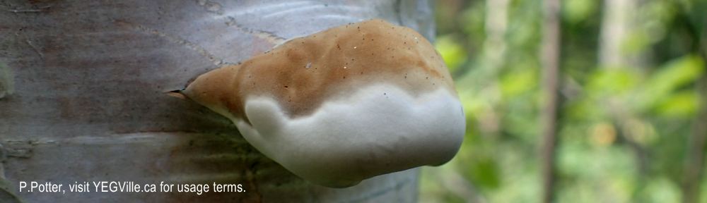 Organizational Biology