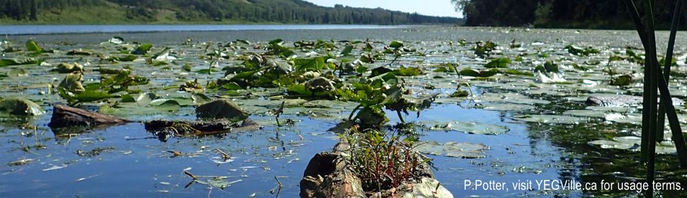 Organizational Biology