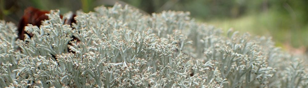 Up close and personal with reindeer lichen ground cover, Ukalta Dunes (PNT) NA, 2024-08-30, P. Potter.